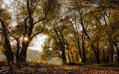 Adviento: un camino hacia una esperanza renovada